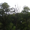Buzzard