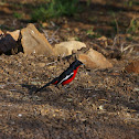 Crimson-breasted Shrike
