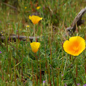 California Poppy