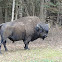 Wood Bison