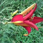 Daylily