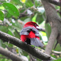 Brazilian Tanager (male)