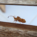 Ambush bug