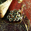 Insect eggs
