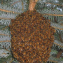 Honey bees