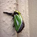Slug moth