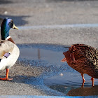 duck and friends