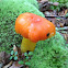 Orange waxy cap
