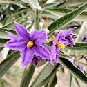 Solanum