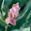 Desert Rhubarb