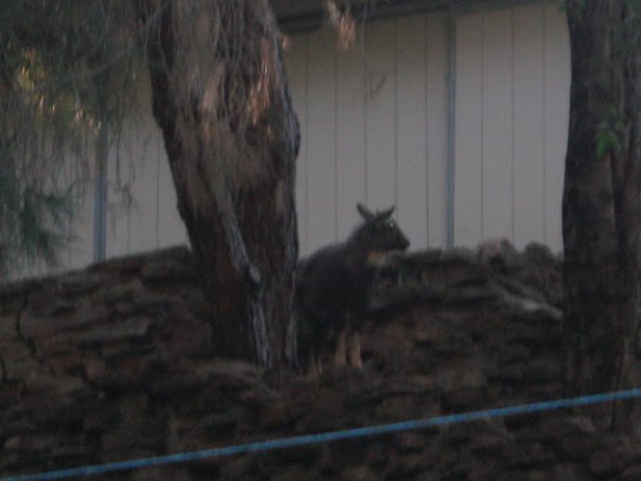 Spotting Image 1