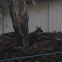 Chinese Goral