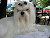 Curso De Peluqueria  Canina Profesional