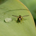 Sírfido (Hoverfly)