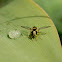 Sírfido (Hoverfly)
