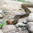 (Asiatic) reticulated python
