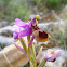 Ophrys tenthredinifera