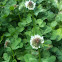 White Clover