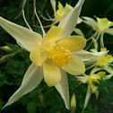 Columbine