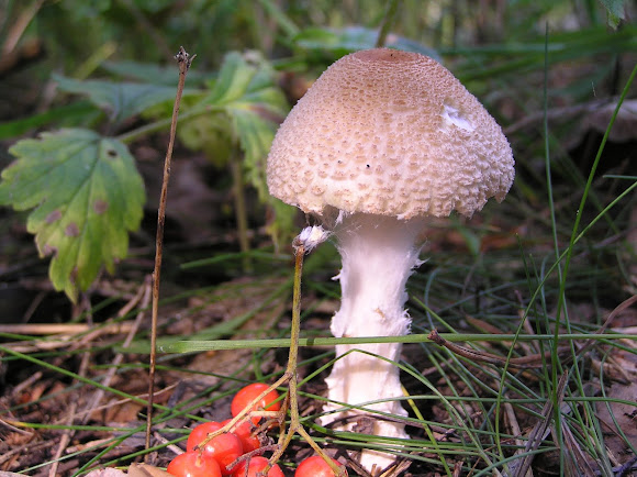Spotting Image 1