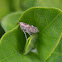 Leafhopper
