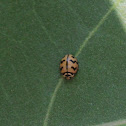 Lady Bug