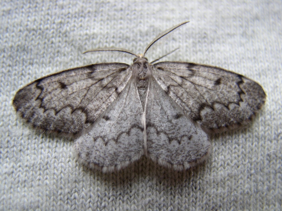 False Hemlock Looper
