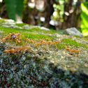 Weaver ants