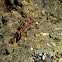 Trap-Jaw Ant (cave)