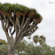 Dragon Tree