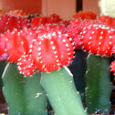Chin Cactus