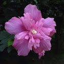 木槿