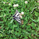 Zebra swallowtail