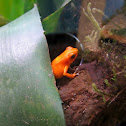 Strawberry poison-dart frog