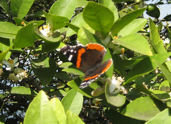 Spotting Image 1