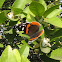 Red Admiral