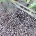 Spider web
