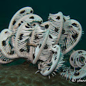 Feather Star