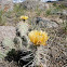 Plains Prickly-pear Cactus