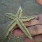 Sea star