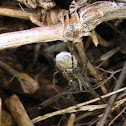 Wolf Spider