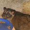 Common Palm Civet