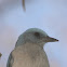 Mexican Jay