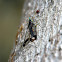 Lantern bug (unidentified)