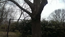 Northern Red Oak Tree