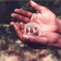 Gray slender loris