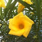 Thevetia peruviana (Adelfa amarilla, Amancay)