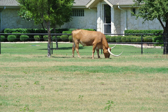 Spotting Image 1