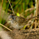 Lincoln's Sparrow