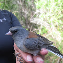 Gray-headed Junco
